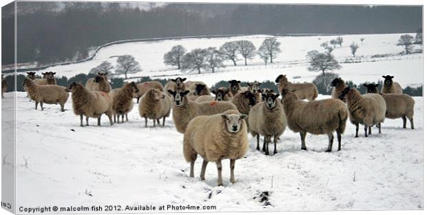 Ewe it's cold out here Canvas Print by malcolm fish