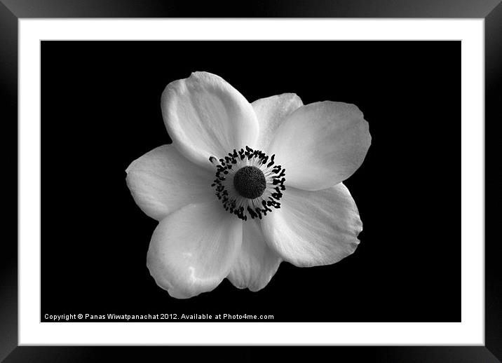 White Flower Framed Mounted Print by Panas Wiwatpanachat