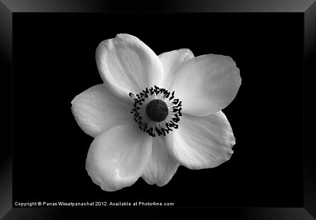 White Flower Framed Print by Panas Wiwatpanachat