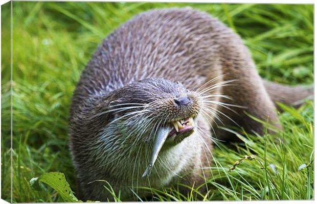 Hungry Otter Canvas Print by Mike Gorton