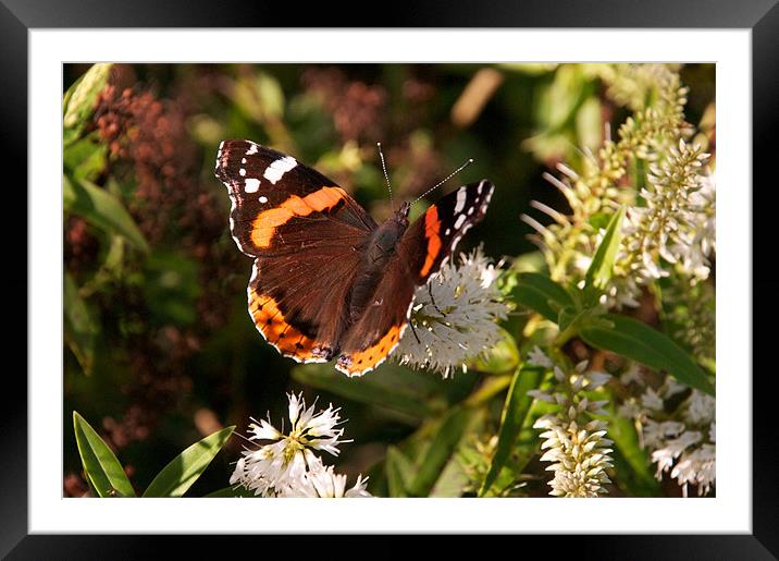 Late September butterfly Framed Mounted Print by steve akerman
