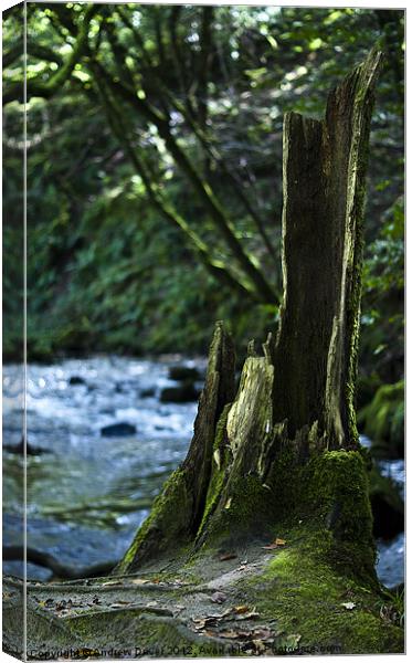 Stumped Canvas Print by Andrew Driver