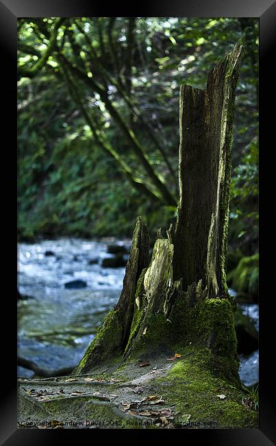 Stumped Framed Print by Andrew Driver