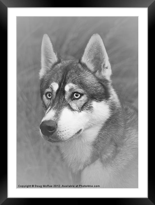 Siberian Husky Framed Mounted Print by Doug McRae