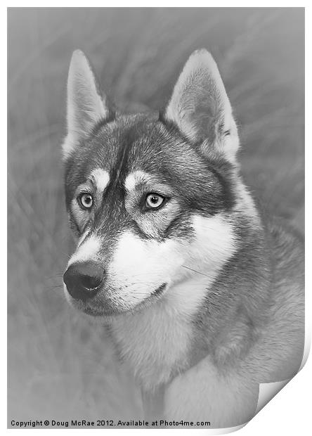 Siberian Husky Print by Doug McRae
