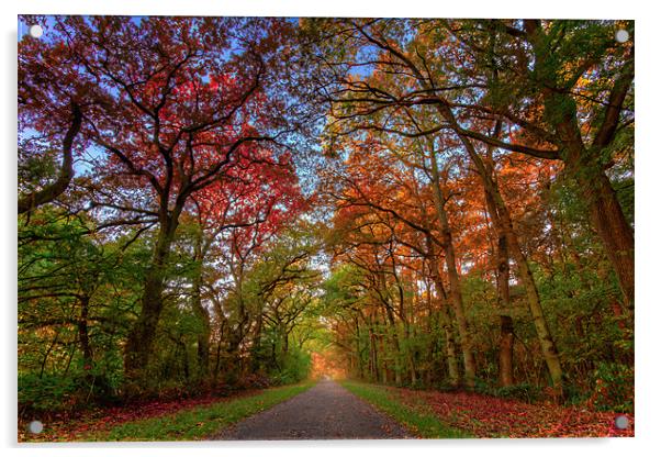 Autumn Colours Acrylic by Chris Owen