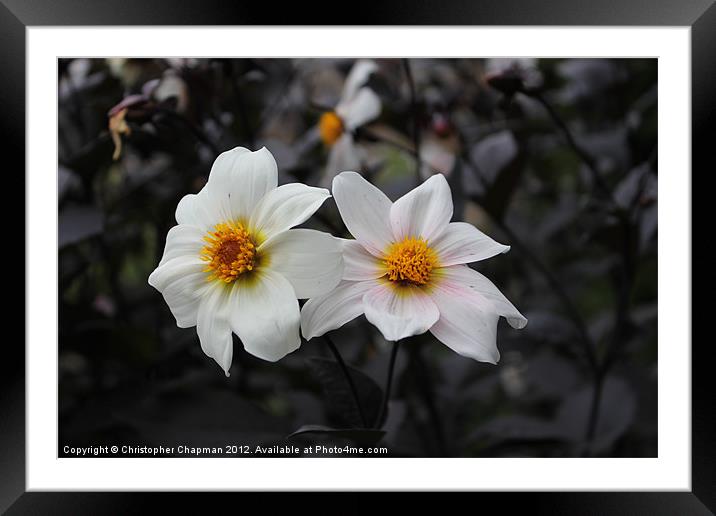 White Flowers Framed Mounted Print by Christopher Chapman