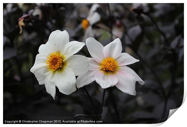 White Flowers Print by Christopher Chapman