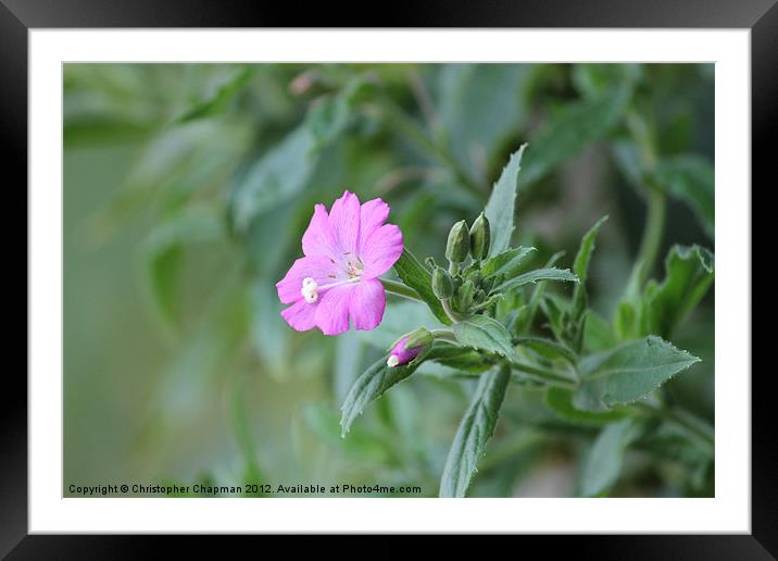 Pink Flower in the Hedgerow Framed Mounted Print by Christopher Chapman