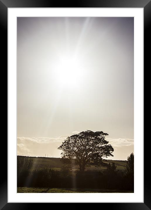 solitary tree silhouetted in irish autumn sun. Framed Mounted Print by Thomas Lynch
