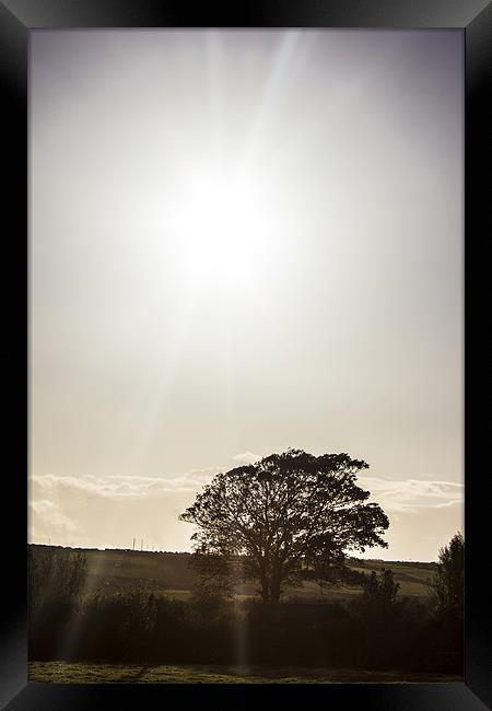 solitary tree silhouetted in irish autumn sun. Framed Print by Thomas Lynch