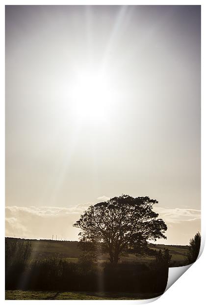 solitary tree silhouetted in irish autumn sun. Print by Thomas Lynch