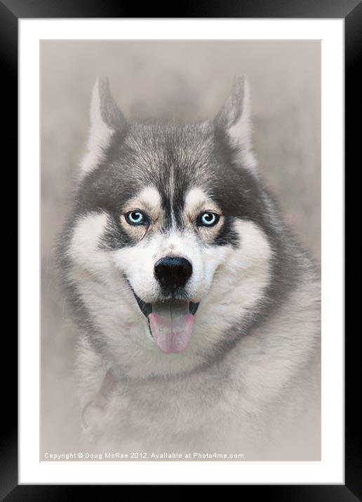 Siberian Husky 2 Framed Mounted Print by Doug McRae