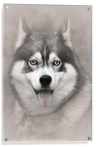 Siberian Husky 2 Acrylic by Doug McRae