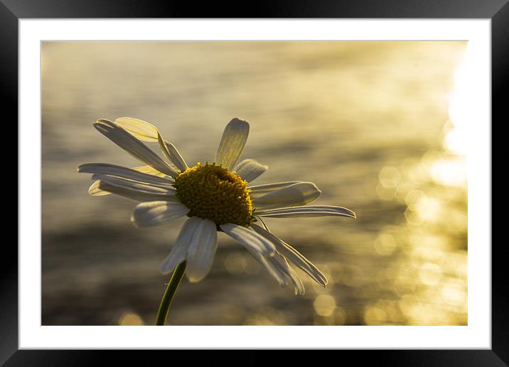 Sunlight daisy over glistening water Framed Mounted Print by Thomas Lynch