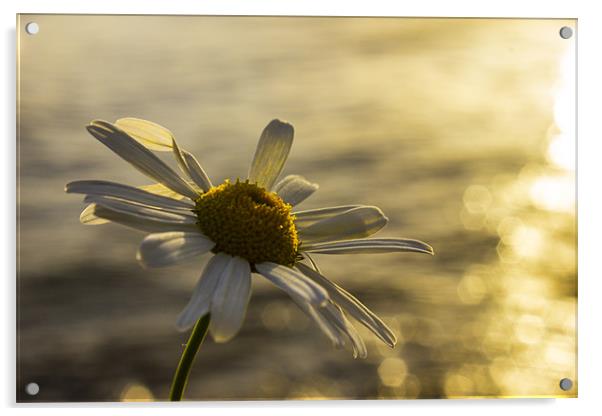 Sunlight daisy over glistening water Acrylic by Thomas Lynch