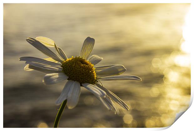 Sunlight daisy over glistening water Print by Thomas Lynch