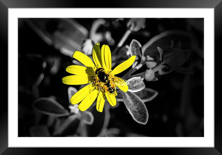 Bee collecting pollen from a daisy Framed Mounted Print by Thomas Lynch