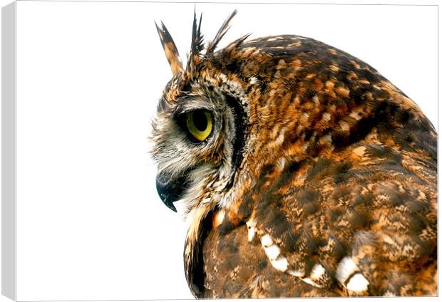 Eagle Owl Canvas Print by Mike Gorton