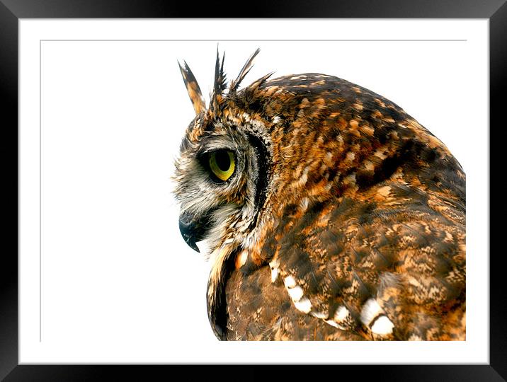 Eagle Owl Framed Mounted Print by Mike Gorton