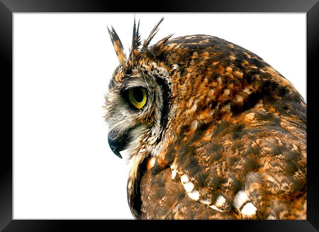 Eagle Owl Framed Print by Mike Gorton
