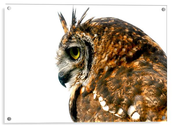 Eagle Owl Acrylic by Mike Gorton