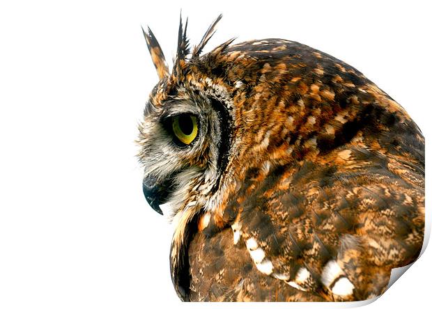 Eagle Owl Print by Mike Gorton