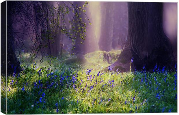 Enchanted Bluebell Woods Canvas Print by Dawn Cox