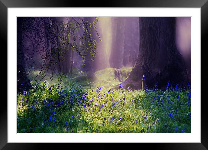 Enchanted Bluebell Woods Framed Mounted Print by Dawn Cox