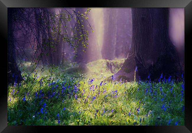 Enchanted Bluebell Woods Framed Print by Dawn Cox