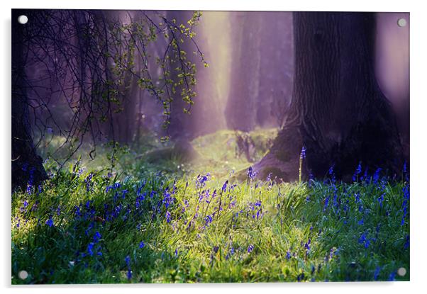 Enchanted Bluebell Woods Acrylic by Dawn Cox