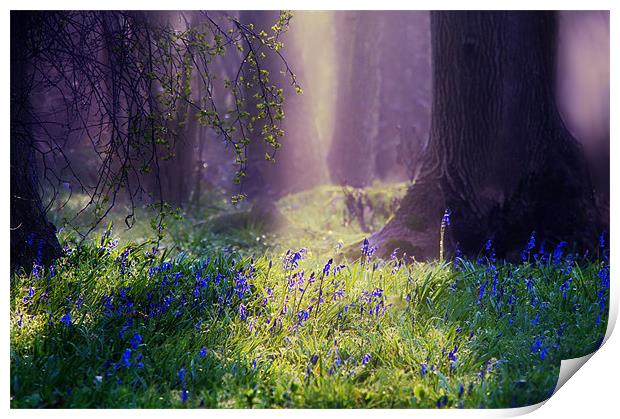 Enchanted Bluebell Woods Print by Dawn Cox