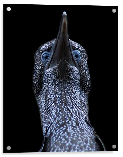 Northern gannet (morus bassanus) Acrylic by Macrae Images