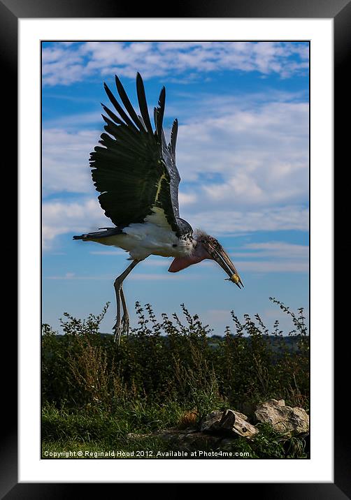 Maribou Stork Framed Mounted Print by Reginald Hood