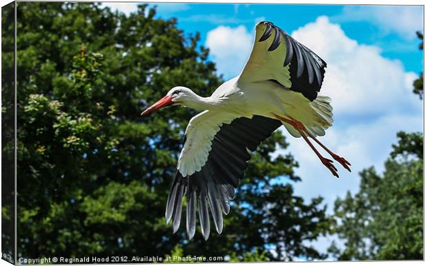 White Stork Canvas Print by Reginald Hood