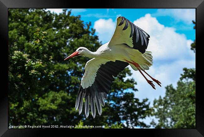 White Stork Framed Print by Reginald Hood