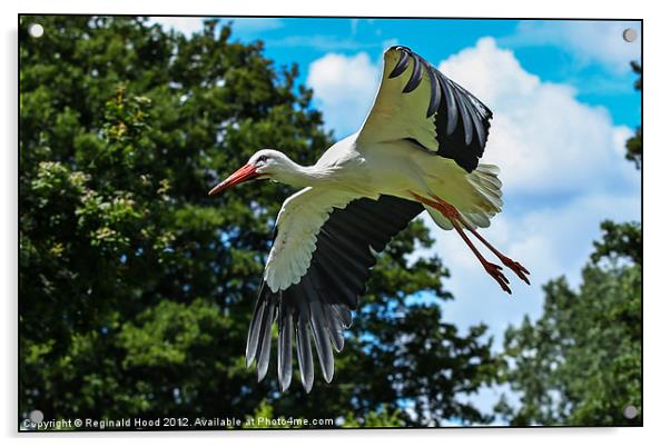 White Stork Acrylic by Reginald Hood