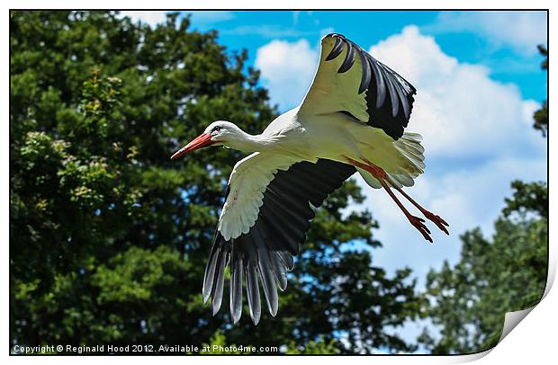 White Stork Print by Reginald Hood