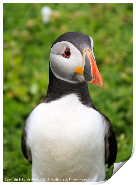 Skomer Puffin Print by Sarah George