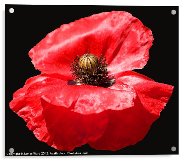 Remembrance Poppy Acrylic by James Ward