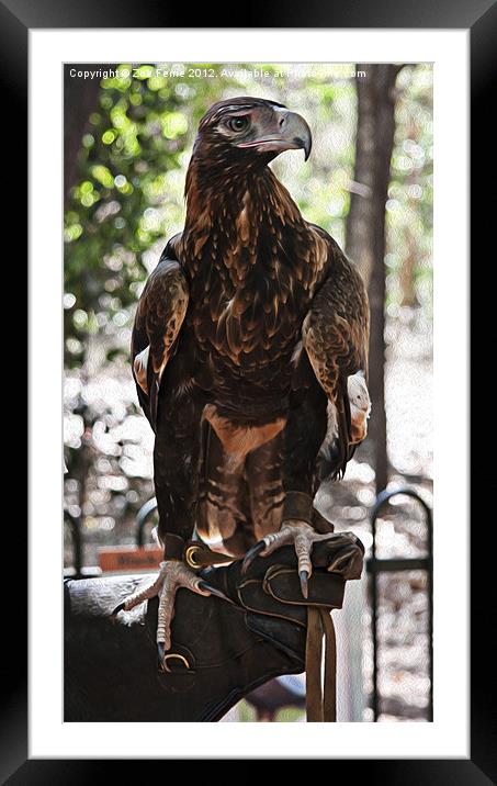 Wedge-tailed Eagle Framed Mounted Print by Zoe Ferrie