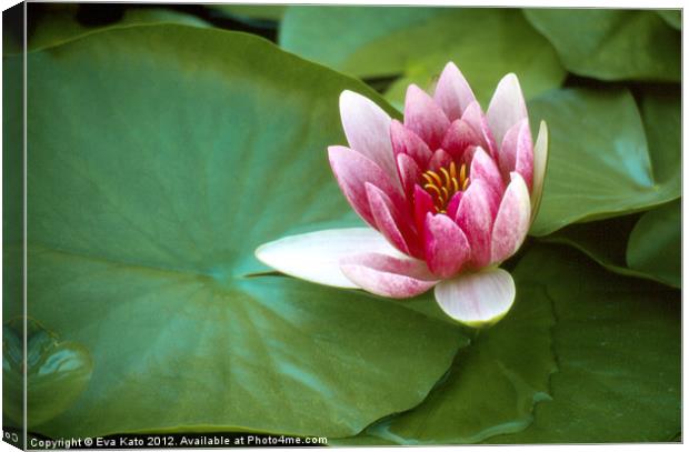 Pink Water Lily Canvas Print by Eva Kato