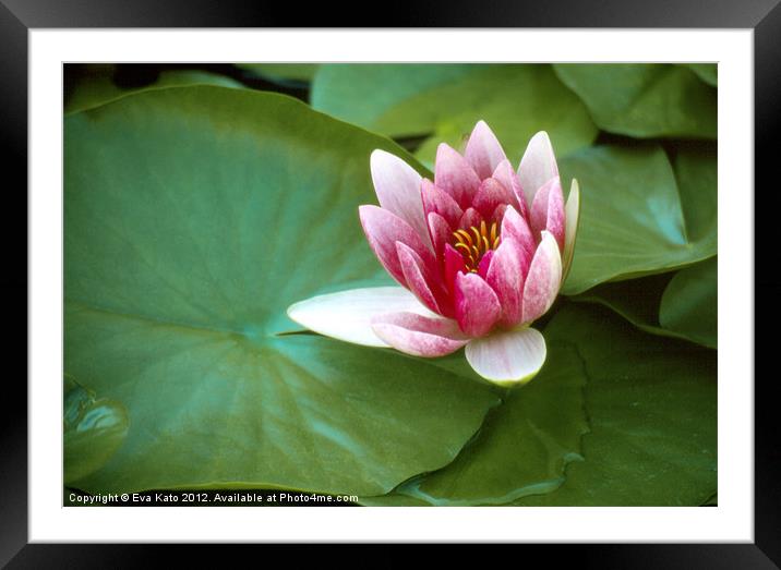 Pink Water Lily Framed Mounted Print by Eva Kato