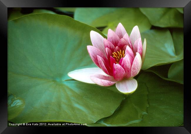 Pink Water Lily Framed Print by Eva Kato