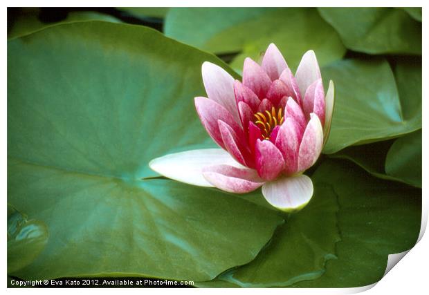 Pink Water Lily Print by Eva Kato