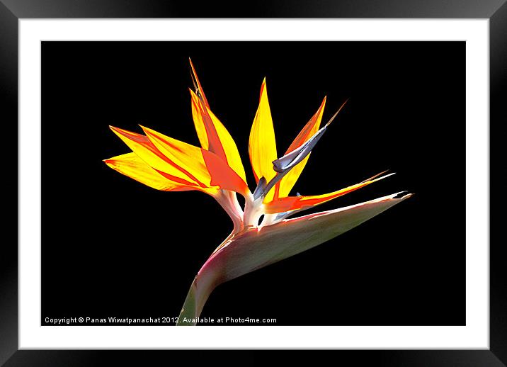 Bird of Paradise Framed Mounted Print by Panas Wiwatpanachat