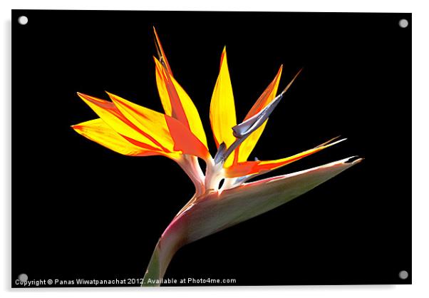 Bird of Paradise Acrylic by Panas Wiwatpanachat