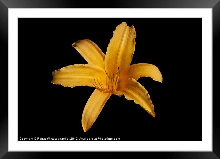 Yellow Lilly Framed Mounted Print by Panas Wiwatpanachat