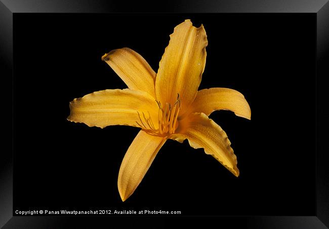 Yellow Lilly Framed Print by Panas Wiwatpanachat