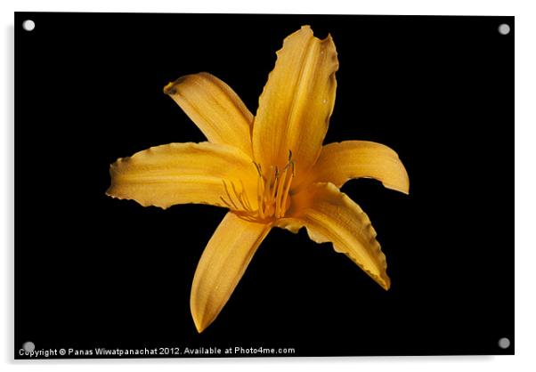 Yellow Lilly Acrylic by Panas Wiwatpanachat